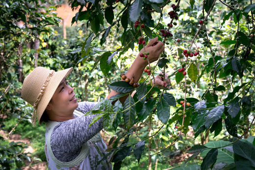 Specialty Coffee Trade